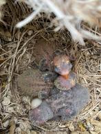 Baby agapornis fischeri dwergpapegaai, Dieren en Toebehoren, Vogels | Parkieten en Papegaaien, Geslacht onbekend, Dwergpapegaai of Agapornis