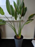 Strelitzia reginae  140 a 150  hoog 2 stuks, Huis en Inrichting, Ophalen, Volle zon, 150 tot 200 cm