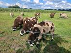 Gezonde bonte dekrammen, Dieren en Toebehoren, Schapen, Geiten en Varkens, Mannelijk, Schaap, 0 tot 2 jaar