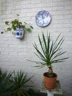 YUCCA FLAMENTOSA (PALMLELIE)  ZEER MAKKELIJKE PLANT, Tuin en Terras, Planten | Tuinplanten, Volle zon, Vaste plant, Zomer, Ophalen