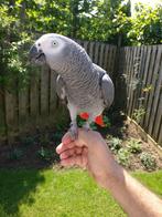 Grijze roodstaart wegens omstandigheden weg, Dieren en Toebehoren, Vogels | Parkieten en Papegaaien, Mannelijk, Papegaai