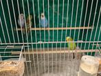 Melopsittacus undulatus Gras Parkiet, Dieren en Toebehoren, Meerdere dieren, Parkiet