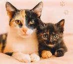 Lieve moeder en dochtertje, Dieren en Toebehoren, Katten en Kittens | Overige Katten, Poes