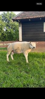 Texelaar dekram met stamboom !!!!, Dieren en Toebehoren, Mannelijk
