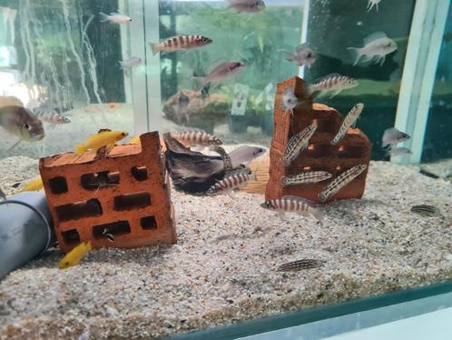 Neolamprologus Cylindricus Tanganyika Cichliden, Dieren en Toebehoren, Vissen | Aquariumvissen, Zoetwatervis, Vis