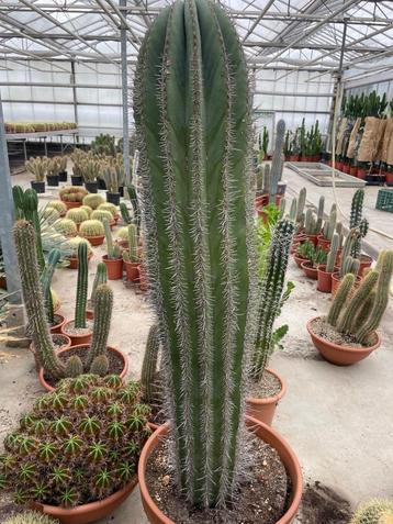 Cactus Pachycereus Pringlii totale hoogte circa 160 cm hoog beschikbaar voor biedingen