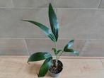 Chamaedorea Radicalis, Tuin en Terras, Overige soorten, Vaste plant, Ophalen of Verzenden, Halfschaduw