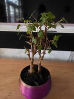 Bonsai Begonia Dregei, Ophalen of Verzenden, Halfschaduw, Minder dan 100 cm