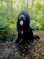 Dekreu Newfoundlander, ervaren! (NIET TE KOOP), Dieren en Toebehoren, Reu, Eén hond, 3 tot 5 jaar, Nederland