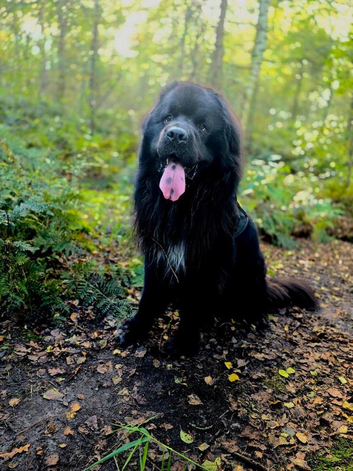 Dekreu Newfoundlander, new foundland ervaren! (NIET TE KOOP), Dieren en Toebehoren, Honden | Dekreuen, Reu, Particulier, Eén hond