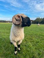 Walliser Schwarznase Ram, Mannelijk, Schaap