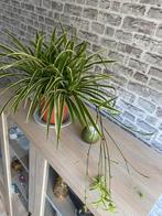 Grote Graslelie - luchtzuiverend & makkelijk!, Ophalen, Overige soorten, Halfschaduw, In pot