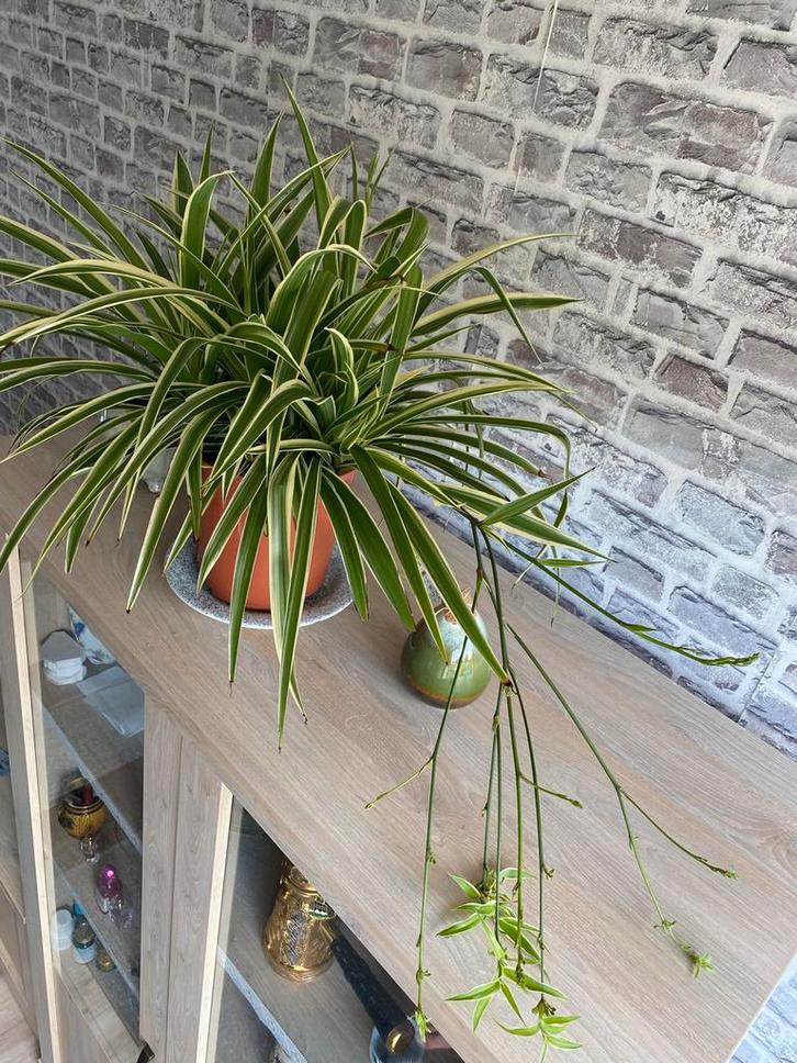 Grote Graslelie - luchtzuiverend & makkelijk!, Huis en Inrichting, Kamerplanten, Overige soorten, Minder dan 100 cm, Groene kamerplant