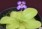 Pinguicula Tina  Vleesetende planten!, Huis en Inrichting, Kamerplanten, Minder dan 100 cm, Ophalen of Verzenden, Halfschaduw