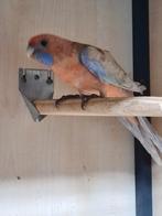 Penant rosella man. Oranje geel pastel , split geel en ino., Dieren en Toebehoren, Vogels | Parkieten en Papegaaien, Mannelijk