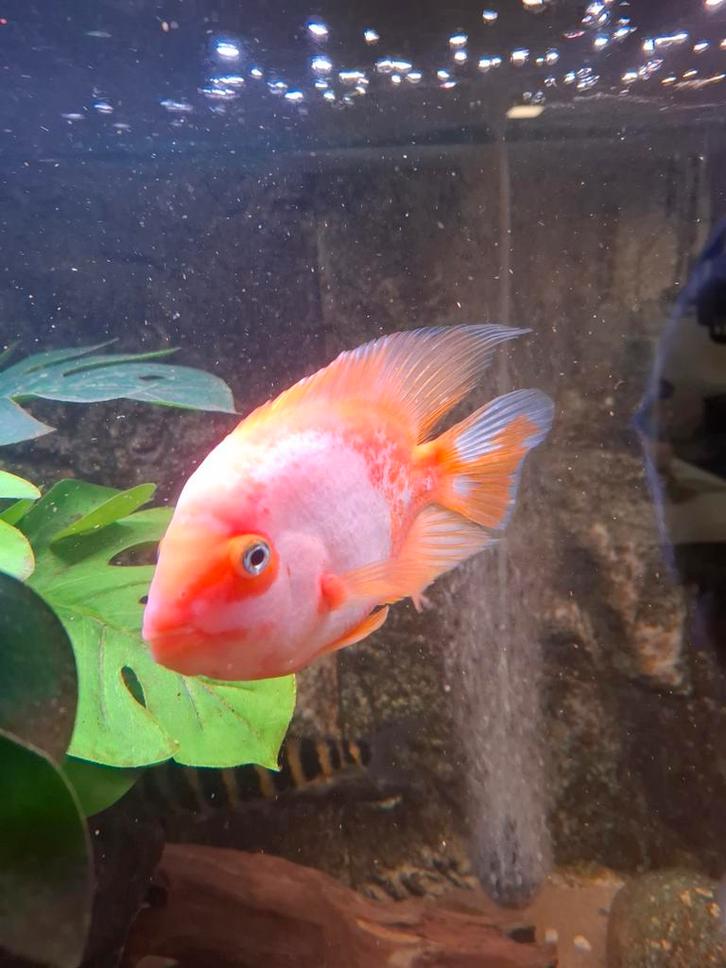 Parrot Cichlid x Midas cichlide hybride. ~ 15 - 20cm, Dieren en Toebehoren, Vissen | Aquariumvissen, Vis