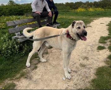 Turkse Herder, Kangal beschikbaar voor biedingen