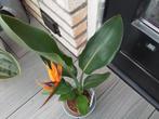 Kamer plant pardijs vogel, Huis en Inrichting, Overige soorten, In pot, Minder dan 100 cm, Halfschaduw