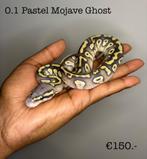 0.1 Pastel Mojave Ghost NK25, Dieren en Toebehoren, Slang