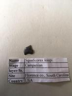 Fossiele haaientand uit USA: Squalicorax kaupi, Verzamelen, Mineralen en Fossielen, Ophalen of Verzenden, Fossiel
