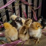 Cochin kriel kuikens van 10 juli, Dieren en Toebehoren, Pluimvee, Geslacht onbekend, Kip