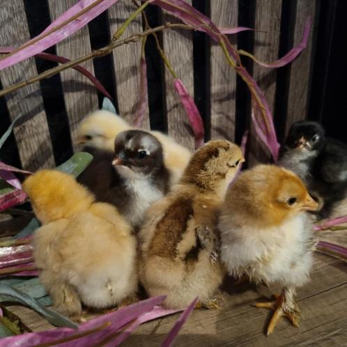 Cochin kriel kuikens van 10 juli, Dieren en Toebehoren, Pluimvee, Kip, Geslacht onbekend