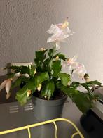 Witte Lidcactus in pot, Ophalen