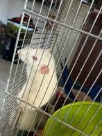 Rattjes, Dieren en Toebehoren, Knaagdieren en Konijnen | Toebehoren, Ophalen