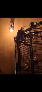 Grijzen roodstaart papagaai, Dieren en Toebehoren, Vogels | Parkieten en Papegaaien