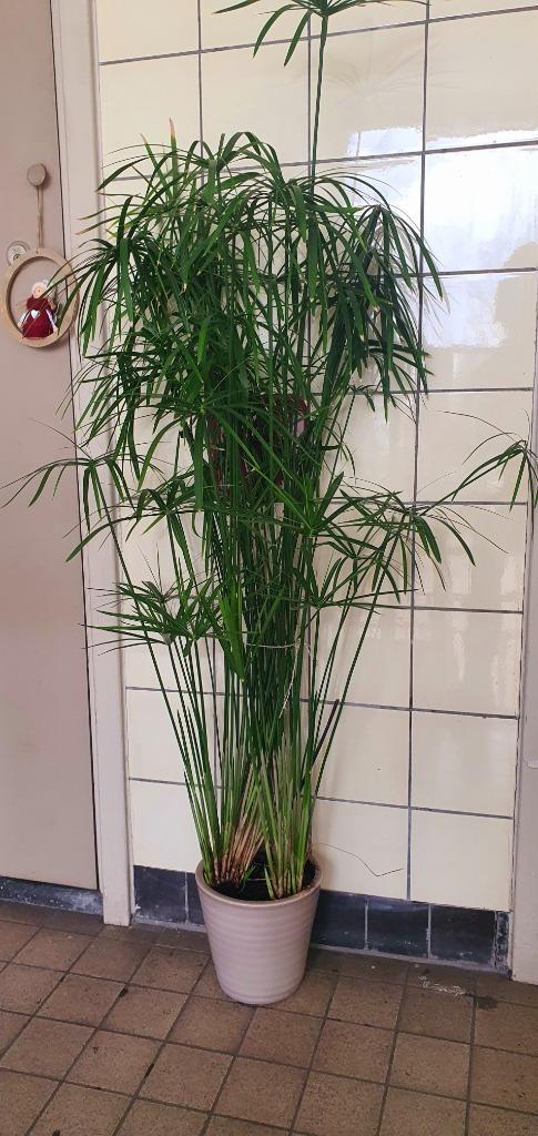 Te koop: Mooie grote parapluplant (Cyperus alternifolius), Huis en Inrichting, Kamerplanten, Overige soorten, Minder dan 100 cm