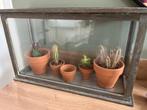 Smalle vitrine voor plantjes met potjes en plantjes, Tuin en Terras, Bloempotten, Ophalen, Binnen, Zo goed als nieuw, Overige vormen
