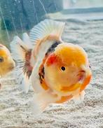 HQ Shorttail Oranda (Fancy Goldfish), Dieren en Toebehoren, Vissen | Aquariumvissen, Vis