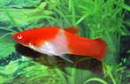 hellerin koi red eye zwardrager €4,95, Dieren en Toebehoren, Vissen | Aquariumvissen, Vis, Zoetwatervis