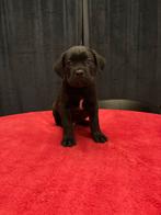 ✨Prachtige Cane Corso pups klaar voor een liefdevol thuis!✨, Dieren en Toebehoren, België, Particulier, Overige rassen, 8 tot 15 weken