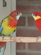 Grote parkieten te koop, Dieren en Toebehoren, Vogels | Parkieten en Papegaaien, Meerdere dieren, Parkiet, Geringd