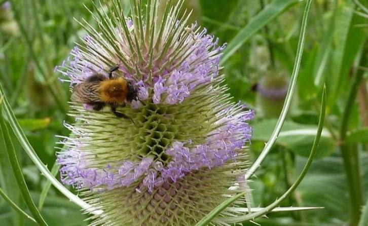 Bio zaden Grote kaardenbol - Dipsacus fullonum | Inheems, Tuin en Terras, Bloembollen en Zaden, Zaad, Voorjaar, Halfschaduw, Verzenden