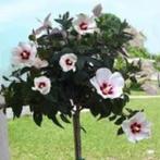 Hibiscus bol op stam, Ophalen, Vlinderstruik, Minder dan 100 cm