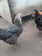 Sussex  Jonge Kippen, grote ras., Dieren en Toebehoren, Pluimvee, Vrouwelijk, Kip