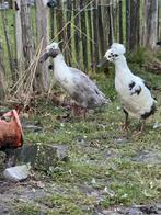 2 mooie gezonde loopeende zoeken nieuw thuis, Meerdere dieren, Eend