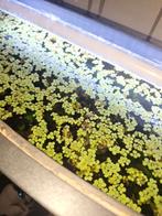 Salvinia natans drijfplantjes, Dieren en Toebehoren, Vissen | Aquaria en Toebehoren, Ophalen, Zo goed als nieuw, Plant(en), Steen of Hout