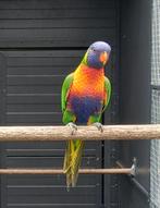 Lori van de Blauwe Bergen, Dieren en Toebehoren, Vrouwelijk, Papegaai, Geringd