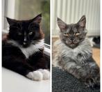 2 prachtige lieve Maine Coon kittens met Stamboom, Dieren en Toebehoren, Katten en Kittens | Raskatten | Langhaar, Meerdere dieren