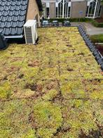 Sedum cassettes voor mooi groen dak te maken, Tuin en Terras, Planten | Tuinplanten, Ophalen, Zomer, Overige soorten, Volle zon