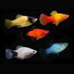 Xiphophorus Maculatus - Platy Mix, Dieren en Toebehoren, Vissen | Aquariumvissen, Zoetwatervis, Vis