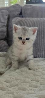 Prachtige Brits korthaar Black silver tabby kittens, Meerdere dieren, Ontwormd, 0 tot 2 jaar