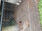 Diverse brabanter, Meerdere dieren, Kip