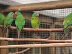 Gezocht verschillende soorten parkieten, kanaries en tropen, Meerdere dieren, Parkiet
