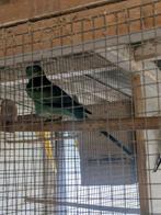Barnard parkiet man, Dieren en Toebehoren, Vogels | Parkieten en Papegaaien, Mannelijk, Parkiet