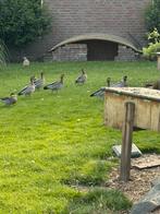 8 manenganzen en 3 mandarijneenden, Dieren en Toebehoren, Pluimvee, Meerdere dieren, Eend
