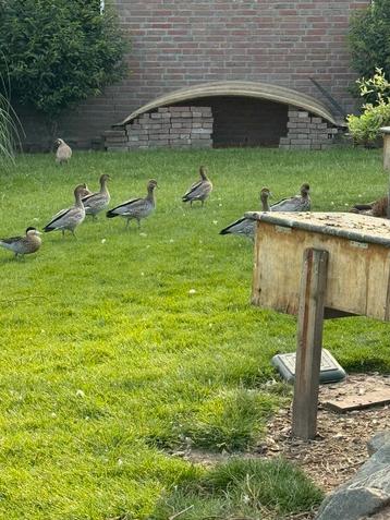 8 manenganzen en 3 mandarijneenden beschikbaar voor biedingen